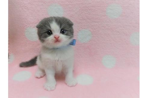 成約済の広島県のスコティッシュフォールド-14798の3枚目